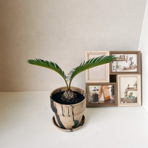 現品］ソテツ 蘇轍 観葉植物 ミニサイズ プラスチック鉢 受け皿