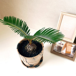 【現地受取できる方限定】ソテツ　蘇轍　植物 約2メートル 楽天市場】【限定1点】 蘇鉄（ソテツ：2頭）極太 1.5m Cycas