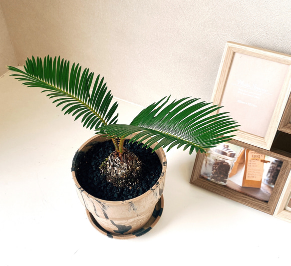 現品］ソテツ 蘇轍 観葉植物 ミニサイズ プラスチック鉢 受け皿