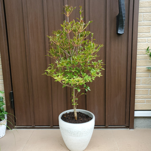 和モダン ドウダンツツジ 鉢植え 苗 庭木 シンボルツリーに♪ その他
