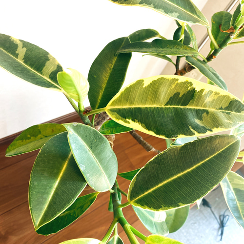 希少】フィカス エラスティカ クライギー 斑入り ゴムの木 観葉植物