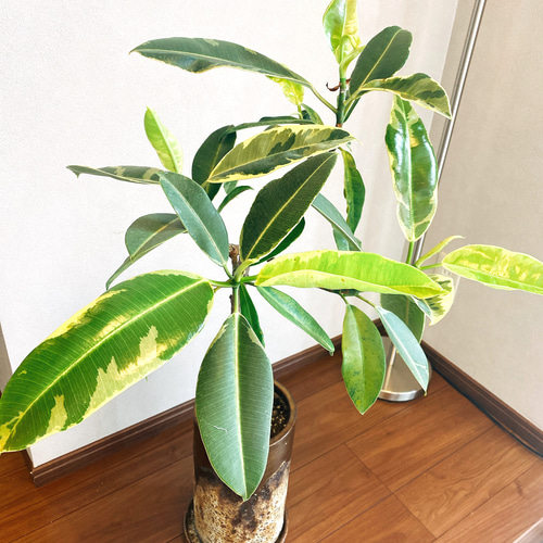 希少】フィカス エラスティカ クライギー 斑入り ゴムの木 観葉