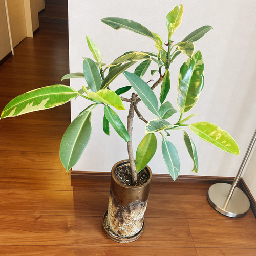 希少】フィカス エラスティカ クライギー 斑入り ゴムの木 観葉植物