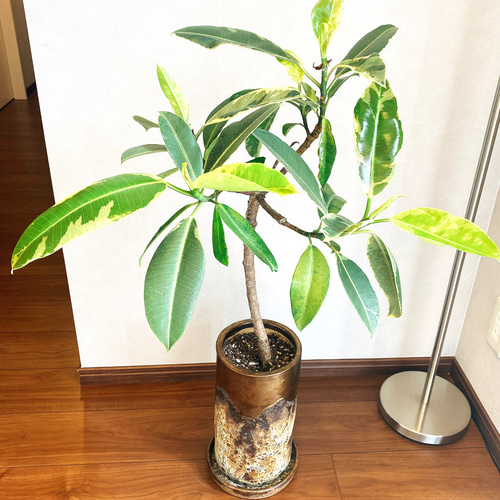 フィカス 観葉植物 陶器鉢付き 観葉植物 4号鉢 フィカスメラニー 陶器鉢入