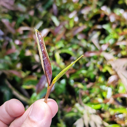 ケニアの銘茶　パープルティー(紫茶） 6枚目の画像