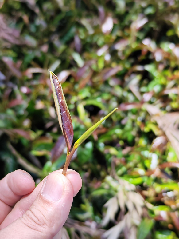 ケニアの銘茶　パープルティー(紫茶） 6枚目の画像