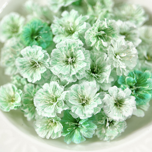 国産・大容量】かすみ草 グリーン かすみそう カスミソウ ドライ