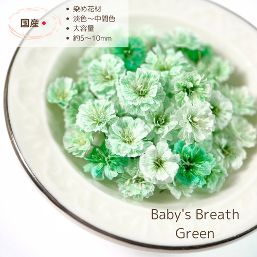 国産・大容量】かすみ草 グリーン かすみそう カスミソウ ドライ