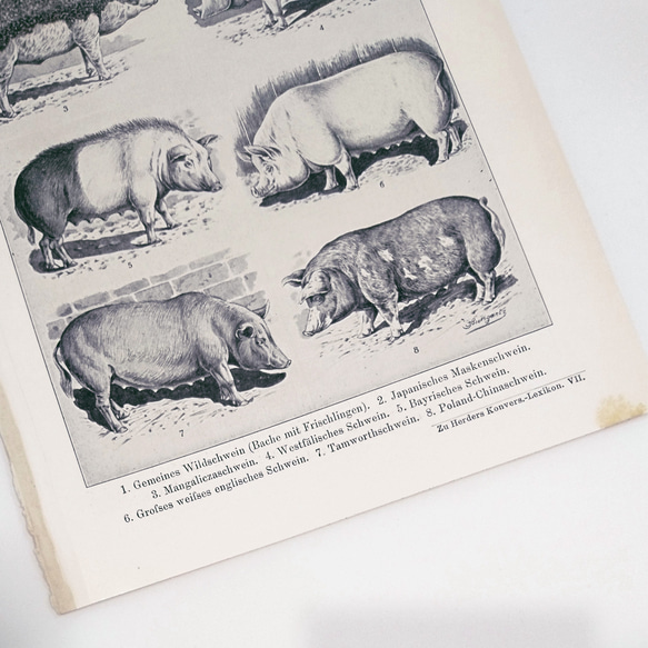豚 モノクロイラスト 動物図版 ヘルダー大百科事典 ヴィンテージペーパー 裏側説明文 1956-16 4枚目の画像
