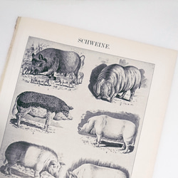 豚 モノクロイラスト 動物図版 ヘルダー大百科事典 ヴィンテージペーパー 裏側説明文 1956-16 3枚目の画像