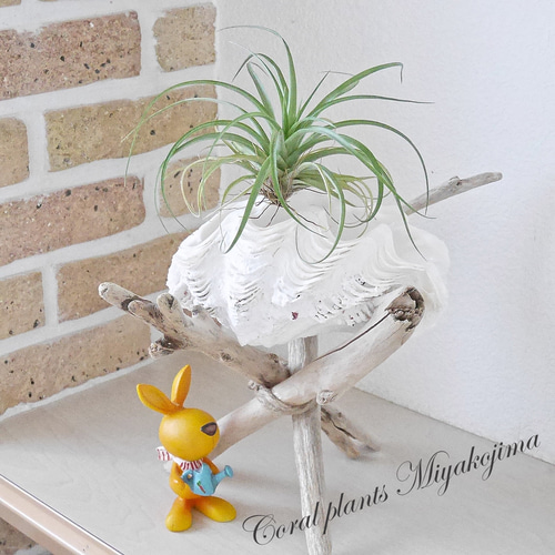 希少! 宮古島産 シャコ貝 単品 Sサイズ 素材販売 プランター 花器 貝殻