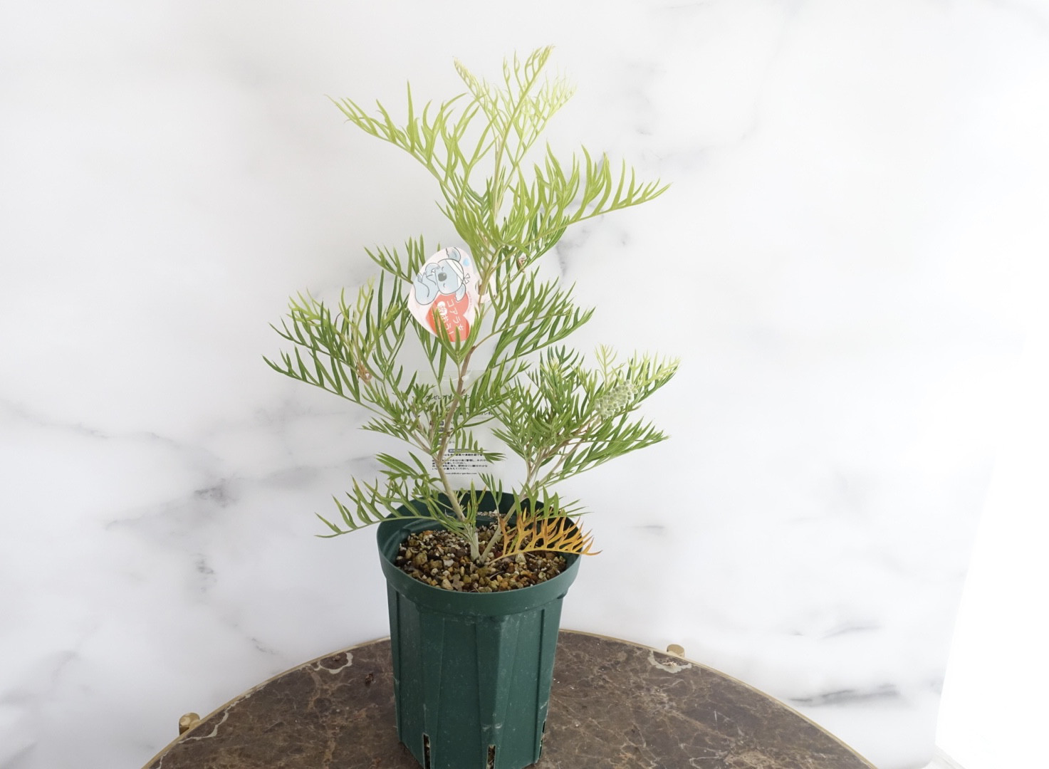 グレビレアカランドラジェム超希少品種オージープランツ