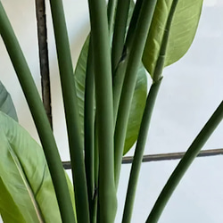光触媒　人工観葉植物　ウォールグリーン　フェイク　フラワー　ストレッチア160 3枚目の画像