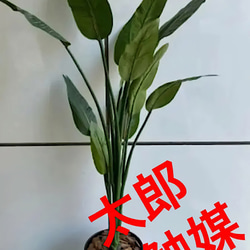 光触媒　人工観葉植物　ウォールグリーン　フェイク　フラワー　ストレッチア160 1枚目の画像