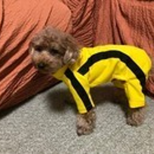 ブルースリーみたいなお洋服(3号サイズ） ペット服・アクセサリー mohi