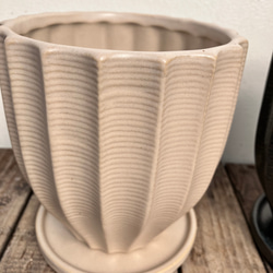 ☆再入荷☆人気の観葉植物「モンステラ」陶器鉢植え 6枚目の画像