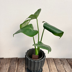 ☆再入荷☆人気の観葉植物「モンステラ」陶器鉢植え 2枚目の画像