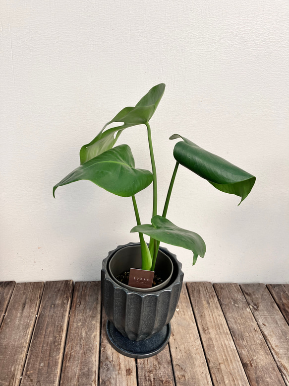 ☆再入荷☆人気の観葉植物「モンステラ」陶器鉢植え 2枚目の画像