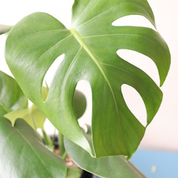 ☆再入荷☆人気の観葉植物「モンステラ」陶器鉢植え 5枚目の画像