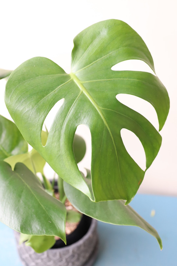 ☆再入荷☆人気の観葉植物「モンステラ」陶器鉢植え 5枚目の画像