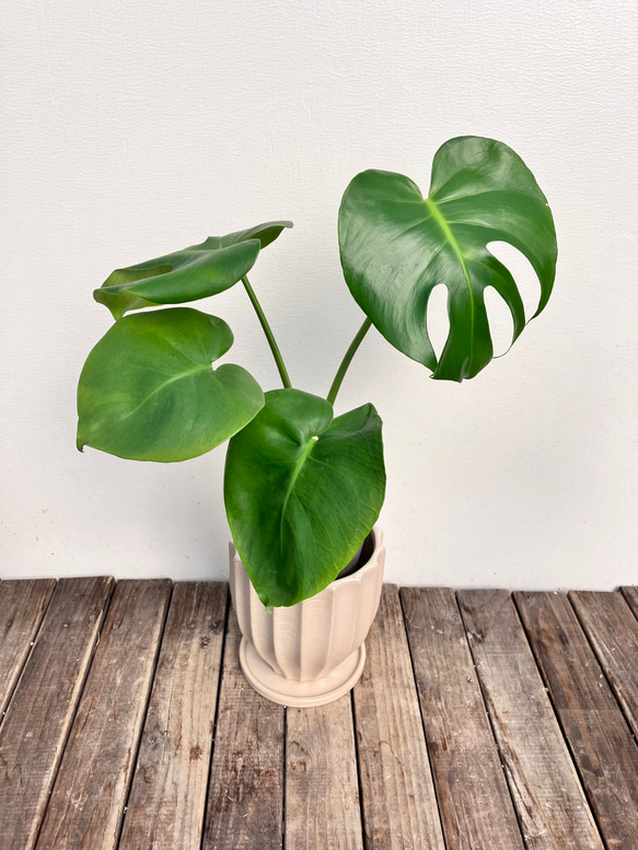 ☆再入荷☆人気の観葉植物「モンステラ」陶器鉢植え 1枚目の画像