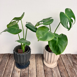☆再入荷☆人気の観葉植物「モンステラ」陶器鉢植え 3枚目の画像