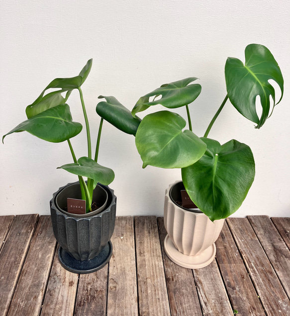 ☆再入荷☆人気の観葉植物「モンステラ」陶器鉢植え 3枚目の画像