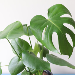 ☆再入荷☆人気の観葉植物「モンステラ」陶器鉢植え 4枚目の画像
