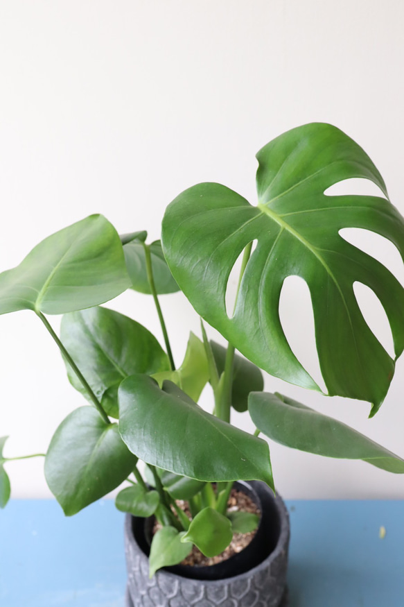 ☆再入荷☆人気の観葉植物「モンステラ」陶器鉢植え 4枚目の画像