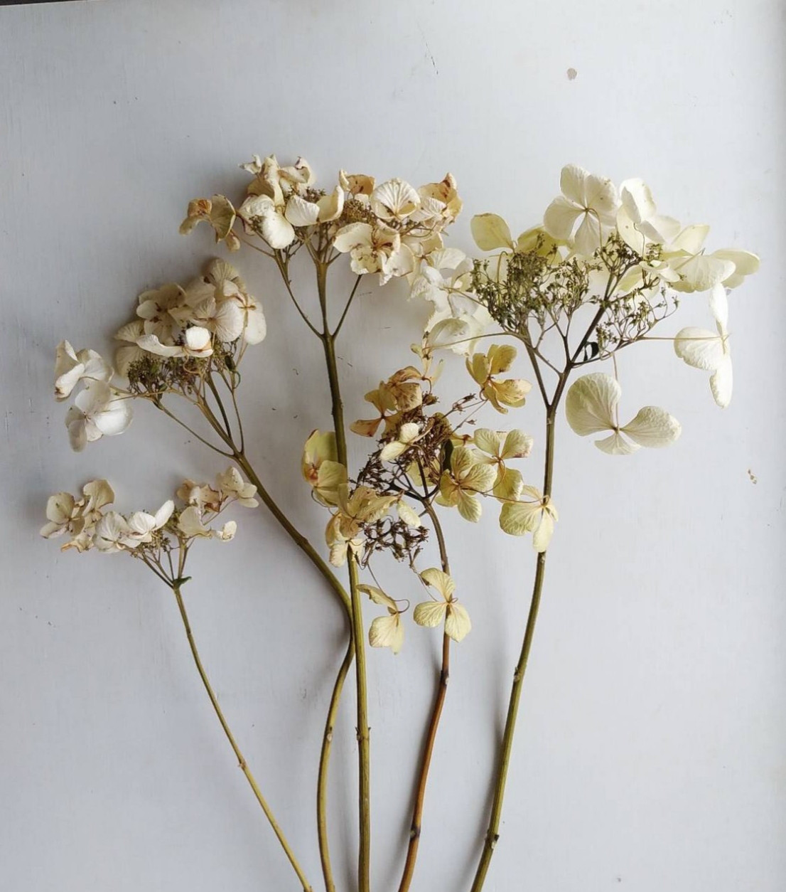 14しめ縄しめ飾り正月飾り 紫陽花 薔薇 自家栽培 ドライフラワー