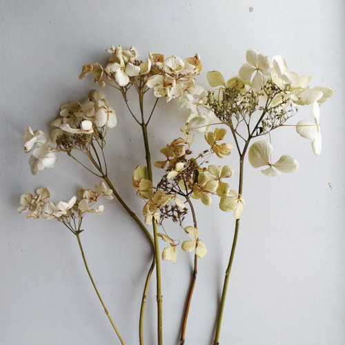 ガクアジサイのドライフラワー ドライフラワー nyao-mery 通販｜Creema  