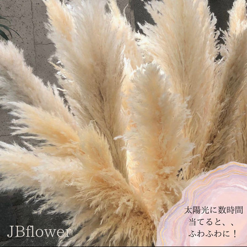 3本set 〗100-110cm 特大サイズ 晩成パンパスグラス ナチュラル 3本set 〗100-110cm 特大サイズ 晩成パンパスグラス ナチュラル