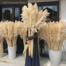 パンパスグラス特大 10本セット bec2e2fe03e40cf98b7b6c918a18ea