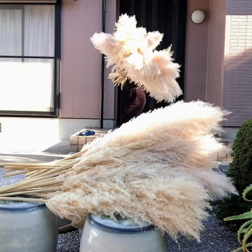 3本set 〗100-110cm 特大サイズ 晩成パンパスグラス ナチュラル 3本set 〗100-110cm 特大サイズ 晩成パンパスグラス ナチュラル