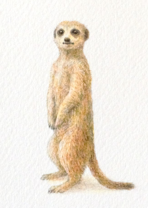 【手描き】　彩色 鉛筆画　No.21  Meerkat  Southern African meerkat　《額装》 5枚目の画像