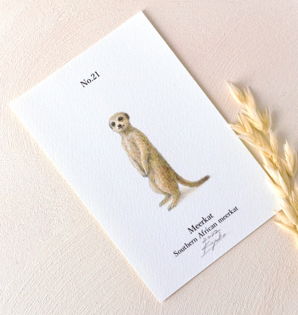 【手描き】　彩色 鉛筆画　No.21  Meerkat  Southern African meerkat　《額装》 4枚目の画像