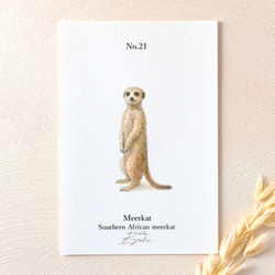 【手描き】　彩色 鉛筆画　No.21  Meerkat  Southern African meerkat　《額装》 3枚目の画像