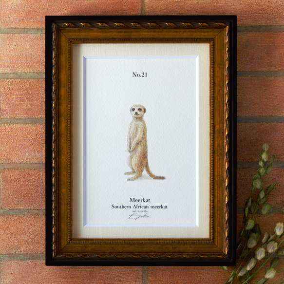 【手描き】　彩色 鉛筆画　No.21  Meerkat  Southern African meerkat　《額装》 1枚目の画像