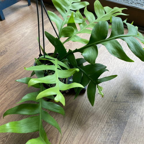 観葉植物】エピフィラム クリソカルディウム 4号 720 送料無料