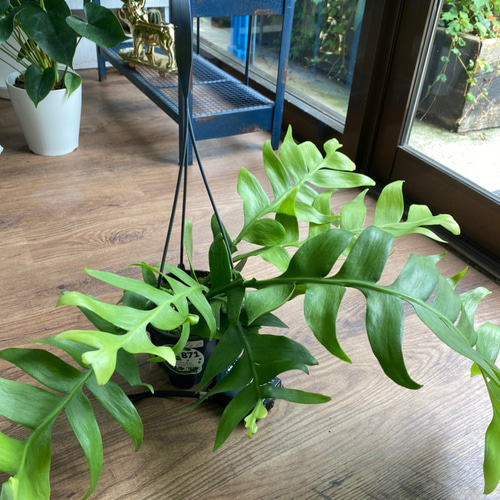 観葉植物】エピフィラム クリソカルディウム 4号 720 送料無料 その他