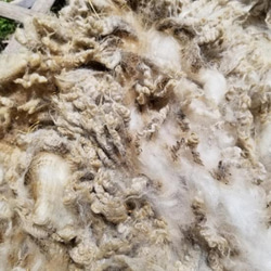 長野県産チェビオット系羊原毛100g 湯洗い羊毛 夾雑物超多 送料別 受注製作 5枚目の画像