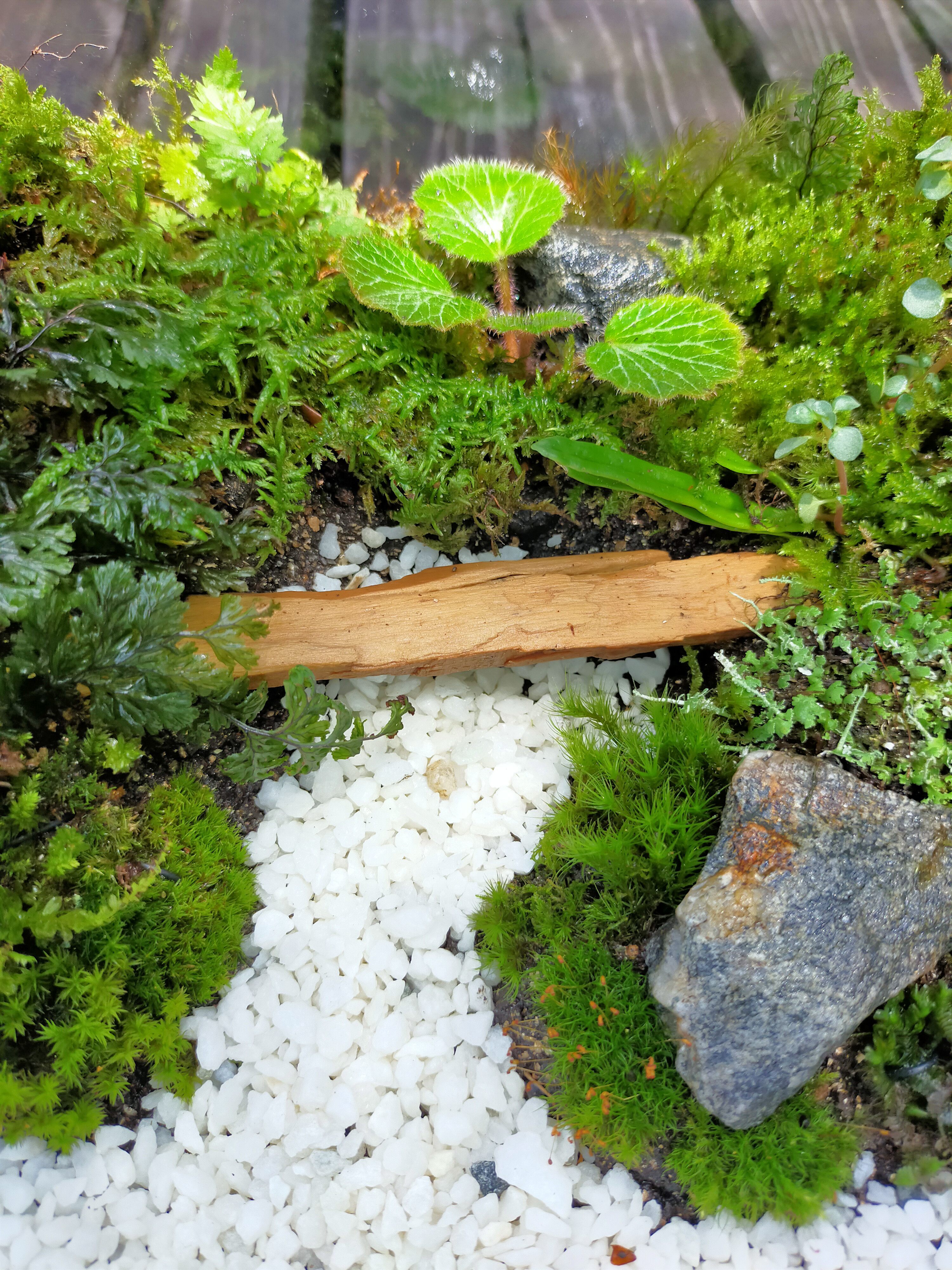 森の橋、苔テラリウム 森の橋、苔テラリウム