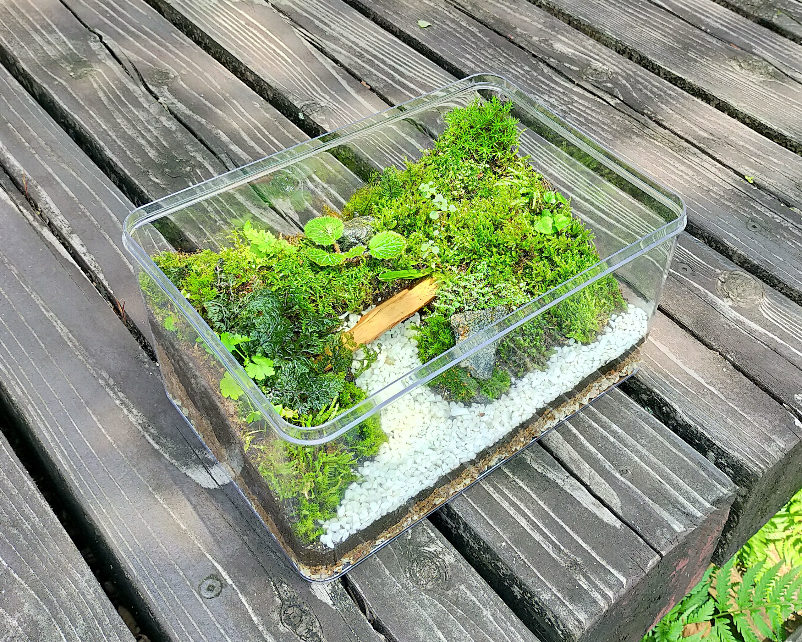 森の橋、苔テラリウム 森の橋、苔テラリウム