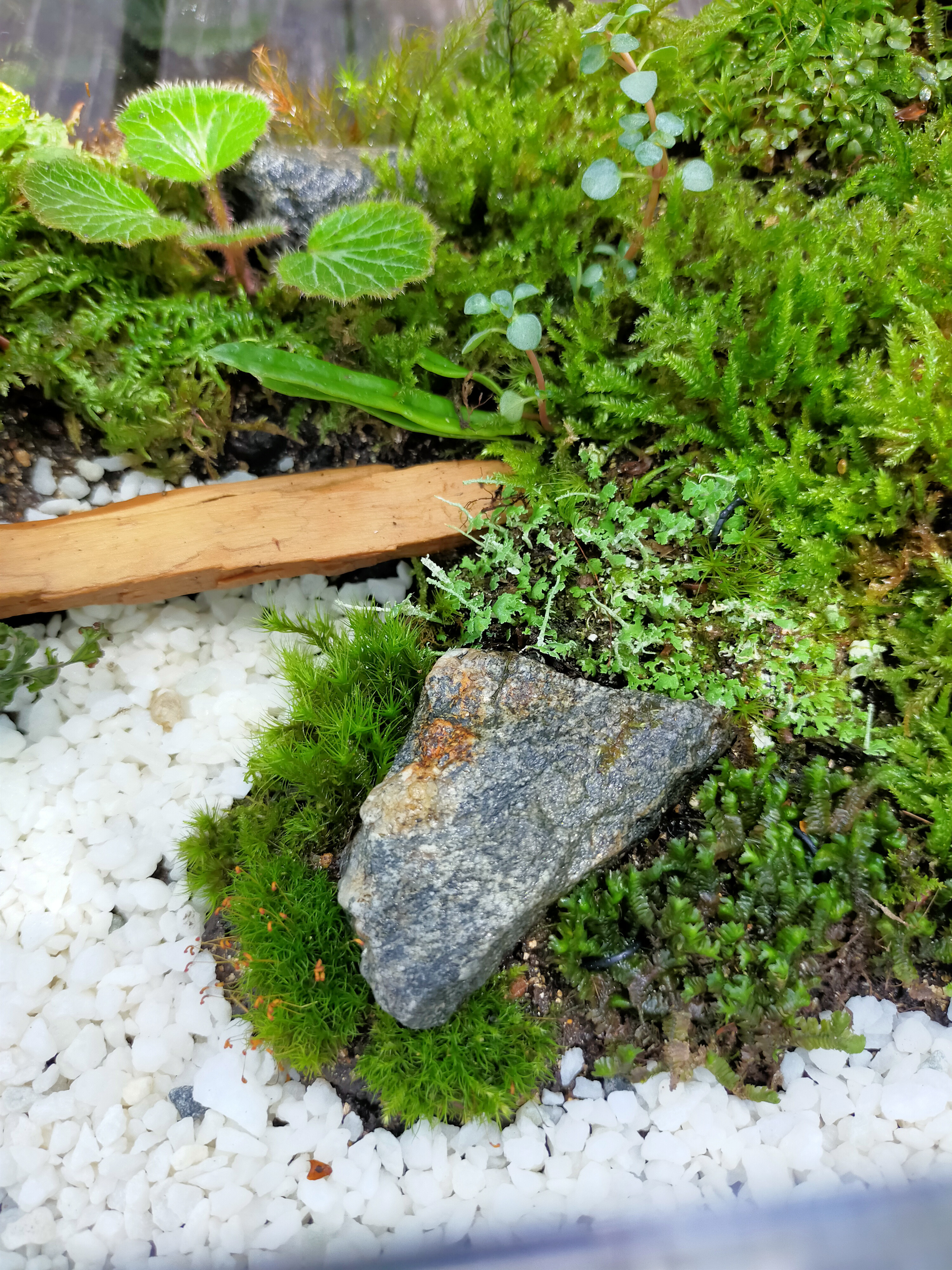 森の橋、苔テラリウム 森の橋、苔テラリウム
