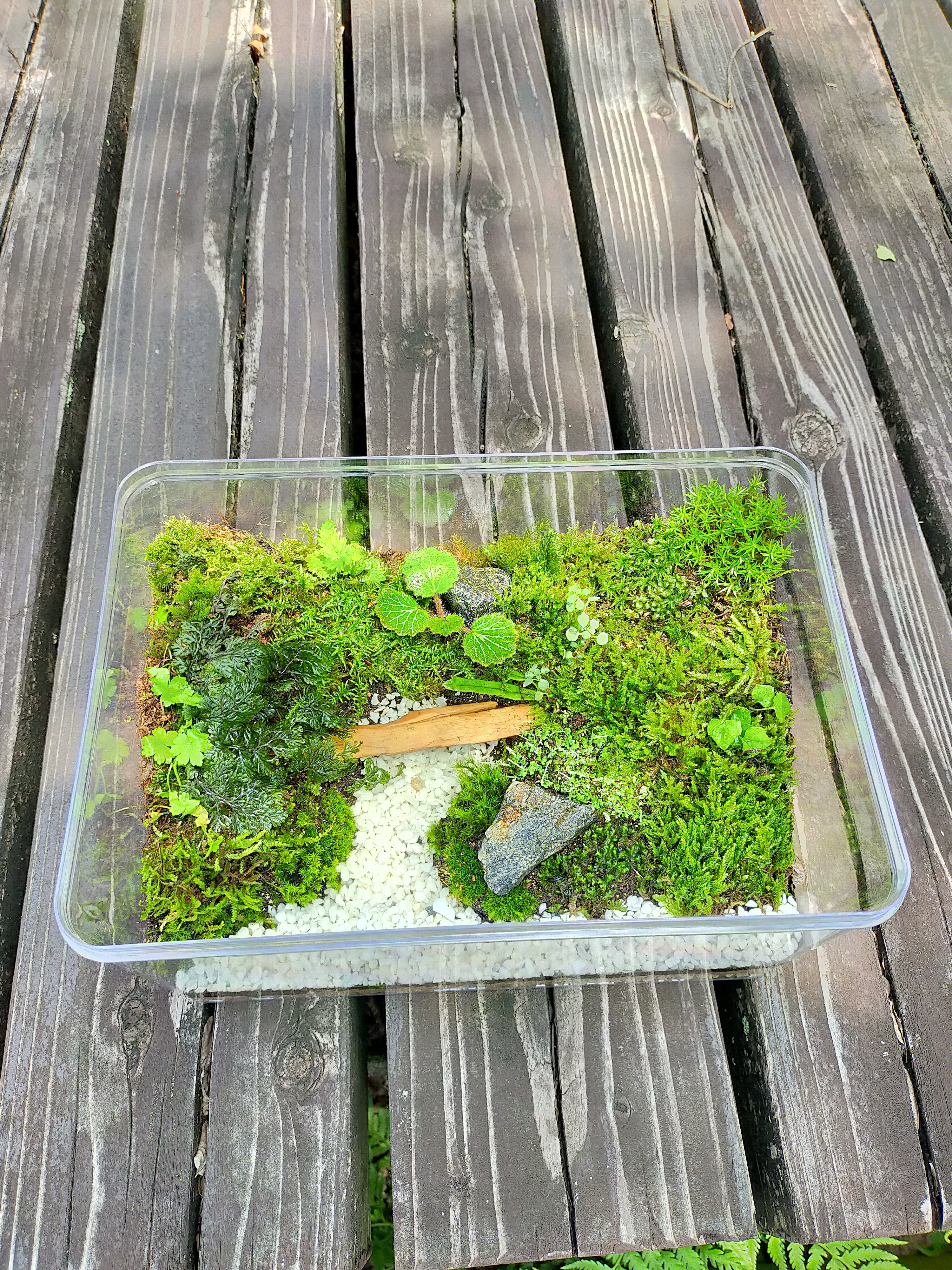森の橋、苔テラリウム 森の橋、苔テラリウム