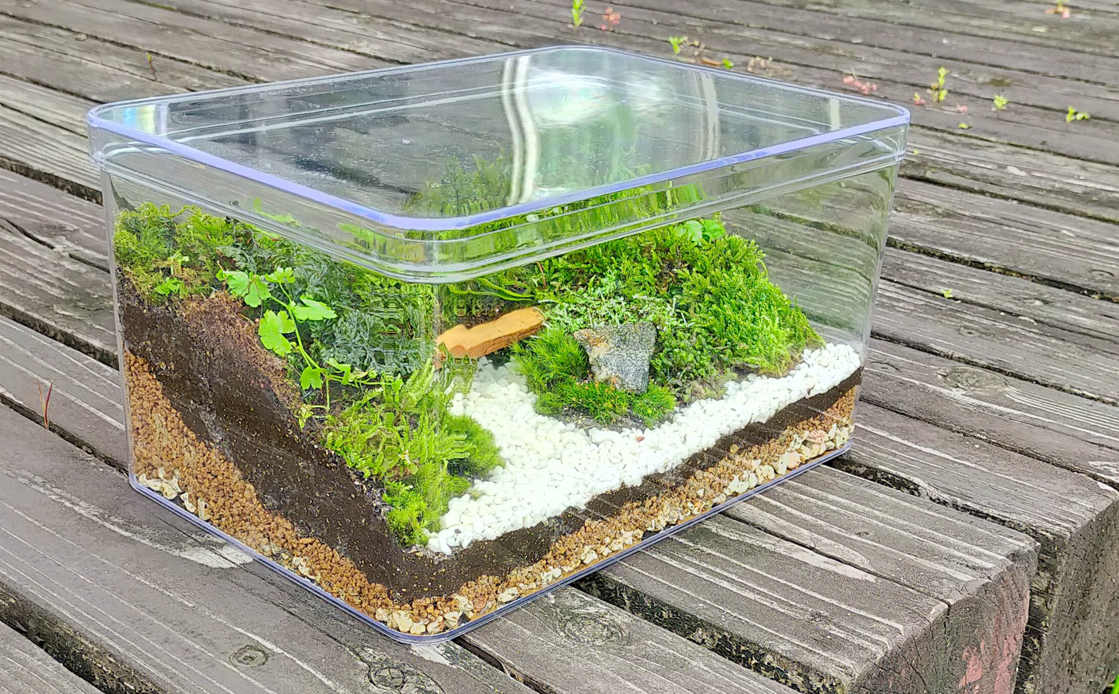 森の橋、苔テラリウム