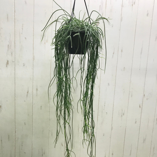 希少 パープルリプサリス ディソカクタス アマゾニクス 5号 吊り鉢