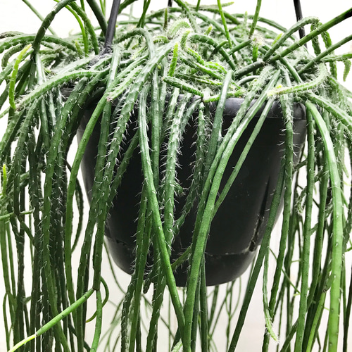 ボリュームあり♡ ツル長め♪ サボテン リプサリス プニセオディスクス