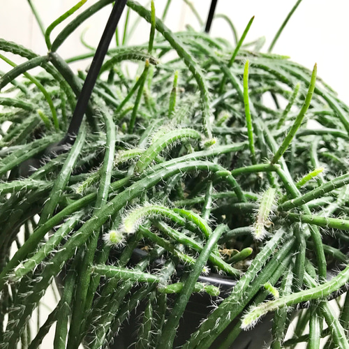 ボリュームあり♡ ツル長め♪ サボテン リプサリス プニセオ