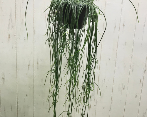 リプサリス：プニセオディスクス 5号吊り鉢 の通販 | 園芸ネット